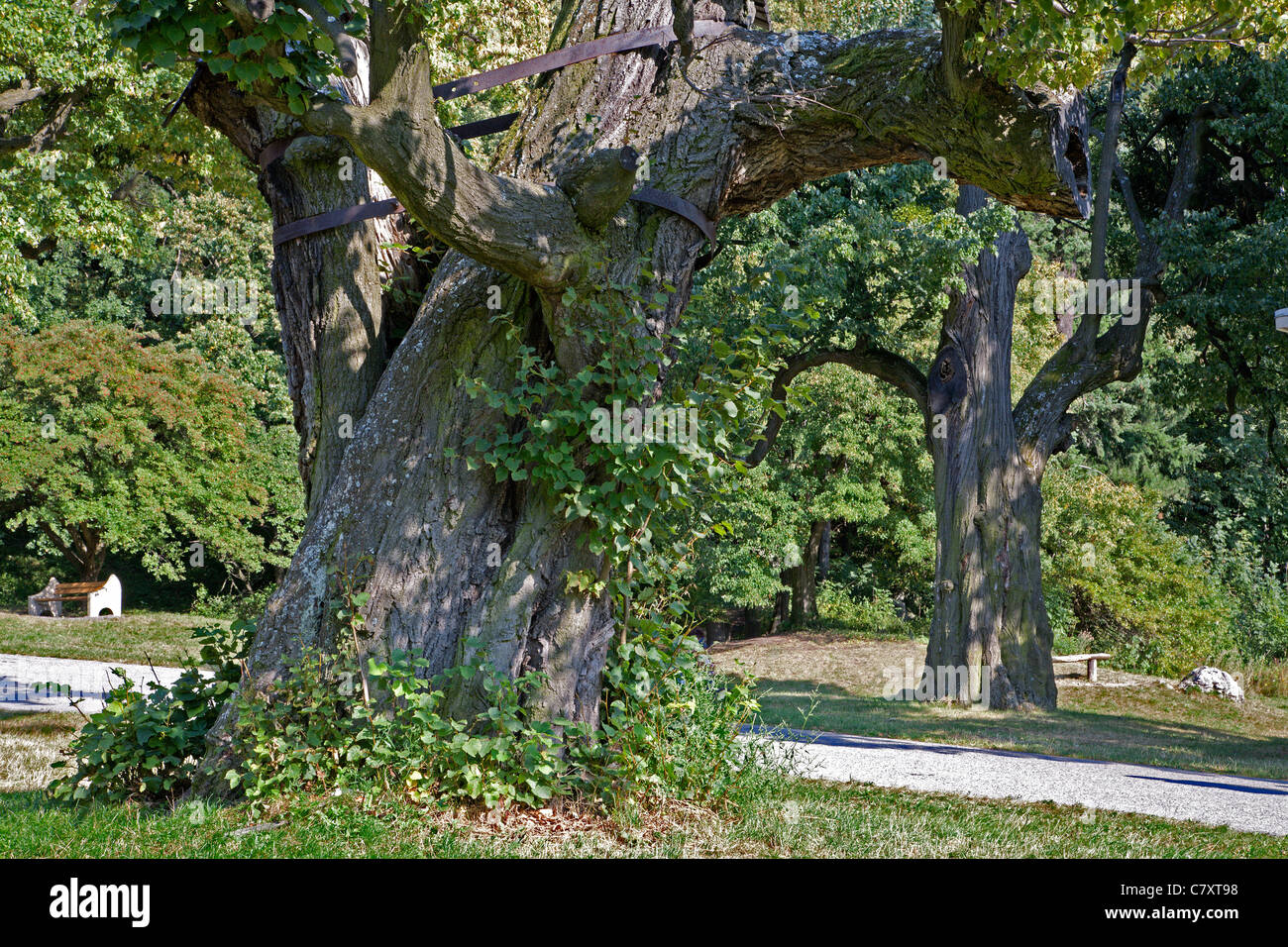 very old lime tree by Smolenice castle Stock Photo
