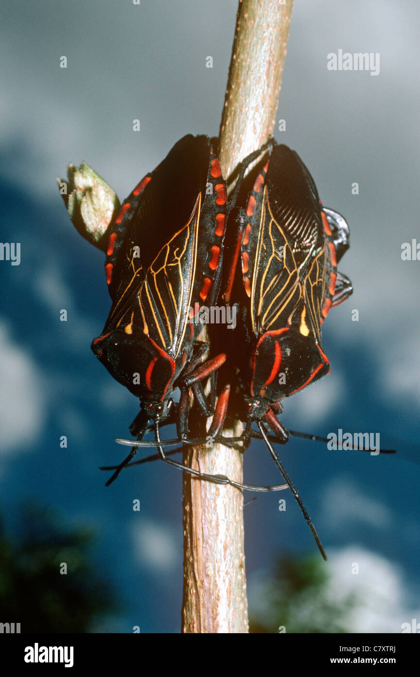 Giant leaf footed bug hi-res stock photography and images - Alamy