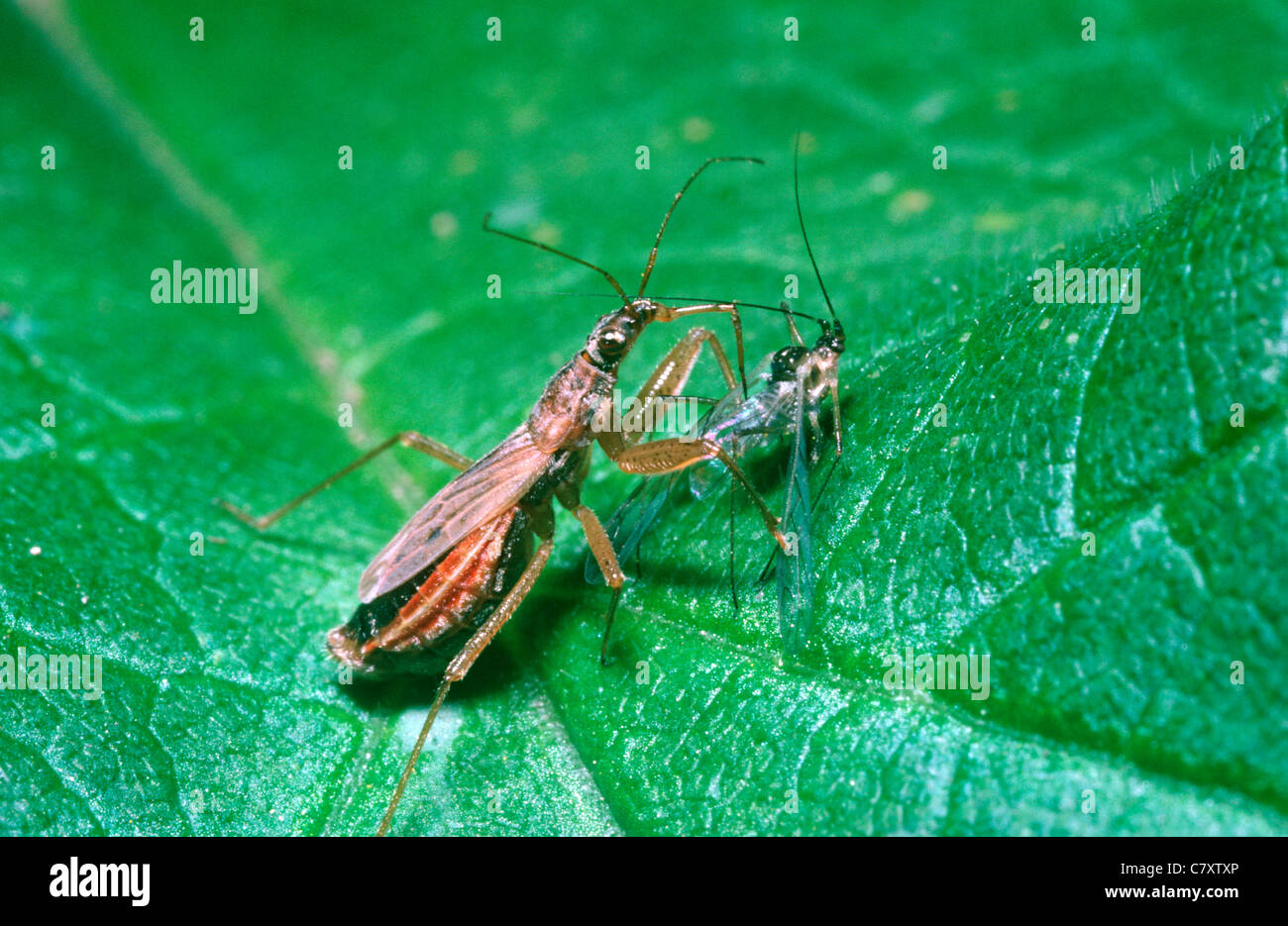 Common damsel bug (Nabis rugosus: Nabidae) feeding on a sycamore aphid UK Stock Photo
