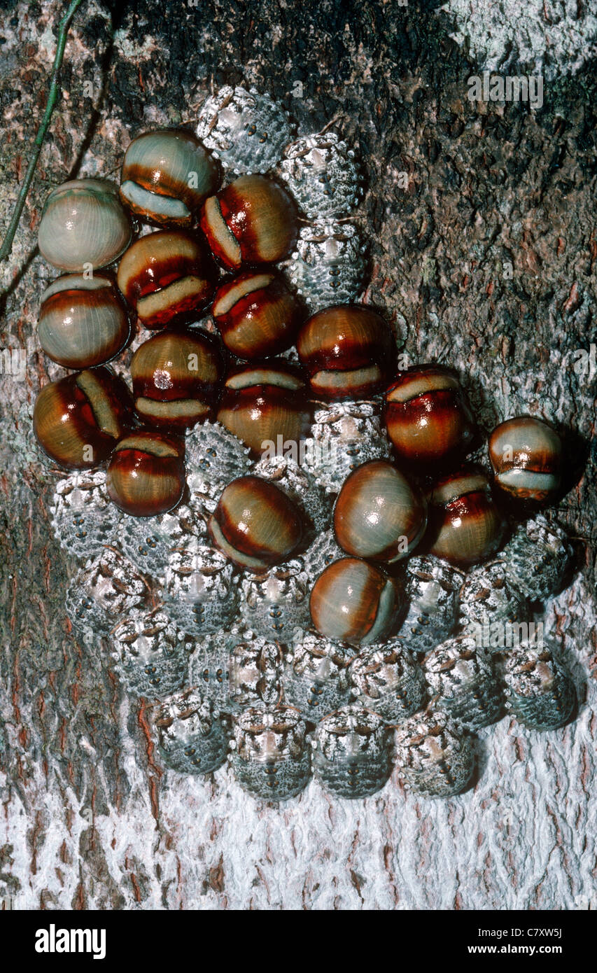 Plataspid bugs (Libyaspis coccinelloides) cryptic nymphs and warningly ...