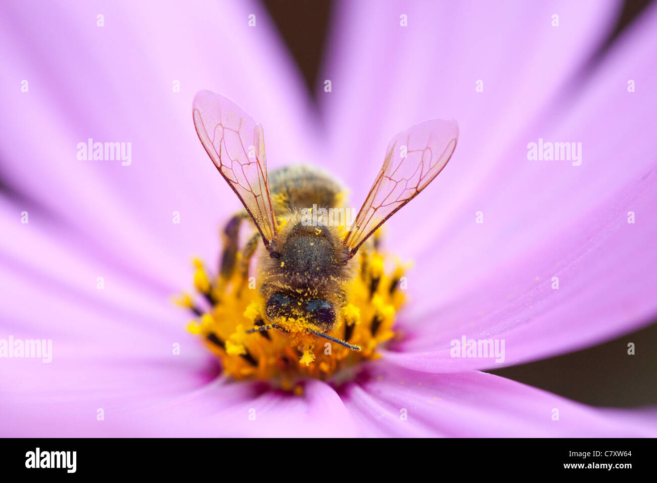 Honey bee covered in pollen Stock Photo - Alamy