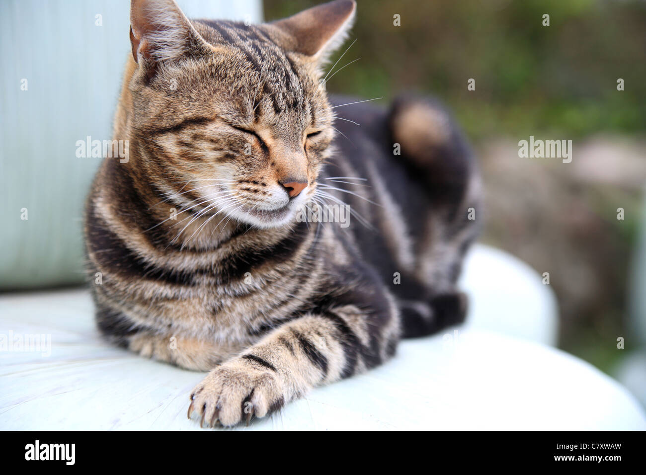 Sleeping tabby cat, Troy Town Farm, St Agnes, Isles of Scilly, Cornwall, UK Stock Photo