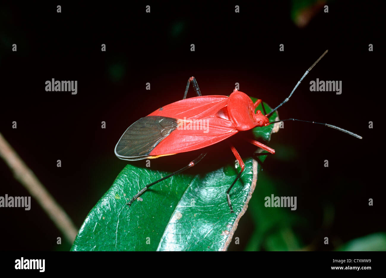 Stainer bug (Piezodera rubra: Pyrrhocoridae) in rainforest, Madagascar Stock Photo