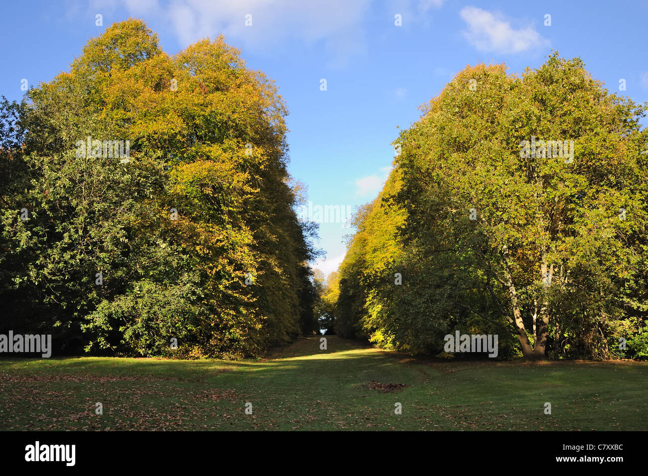 Mature trees with grass pathway or firebreak leading to the top of the hill in Pollok park Glasgow, Scotland, UK Stock Photo