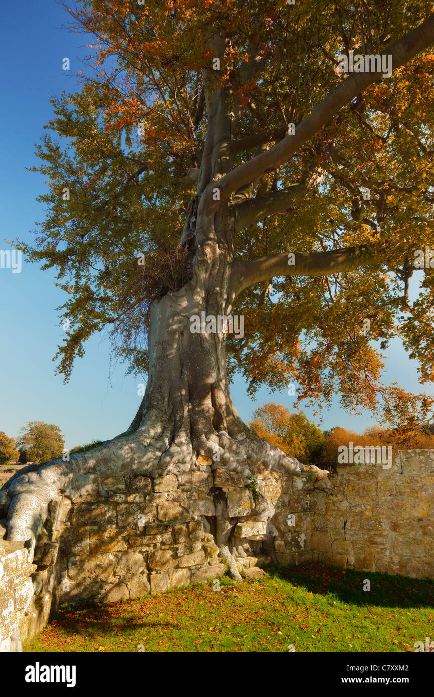Gnarly old tree growing on an ancient stone wall. Stock Photo