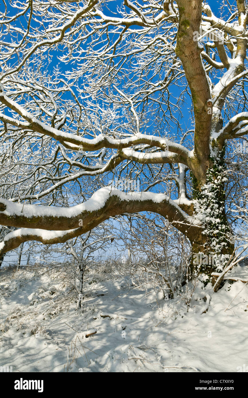 A winter view of a tree in the snow with a blue sky Stock Photo - Alamy