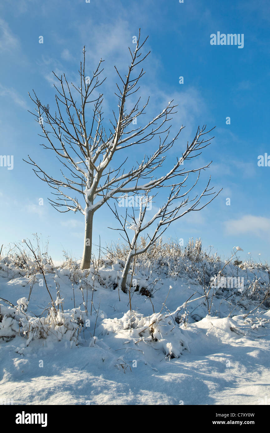 English winter blue sky hi-res stock photography and images - Alamy