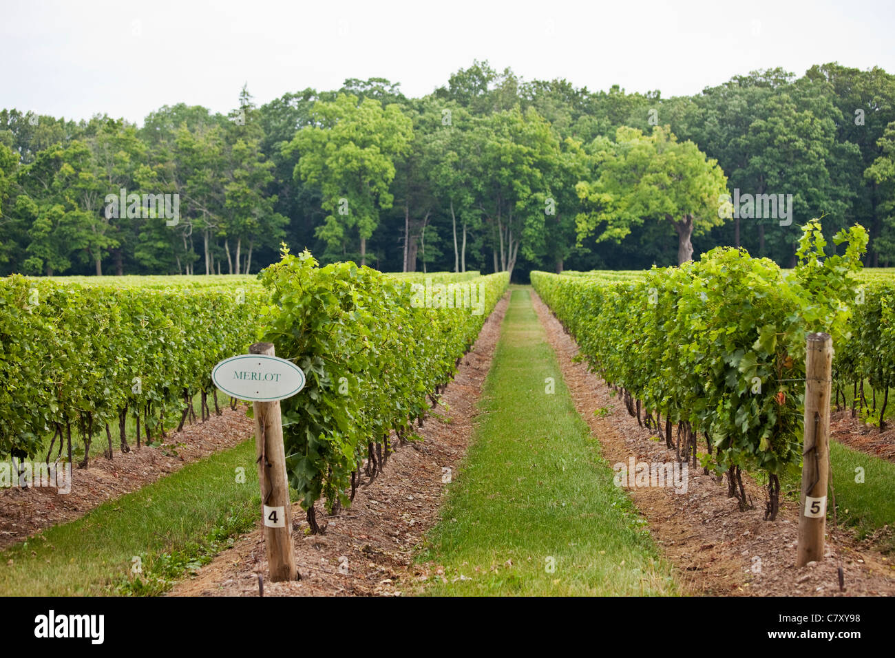 Canada,Ontario, vineyards in the Niagara Region Stock Photo