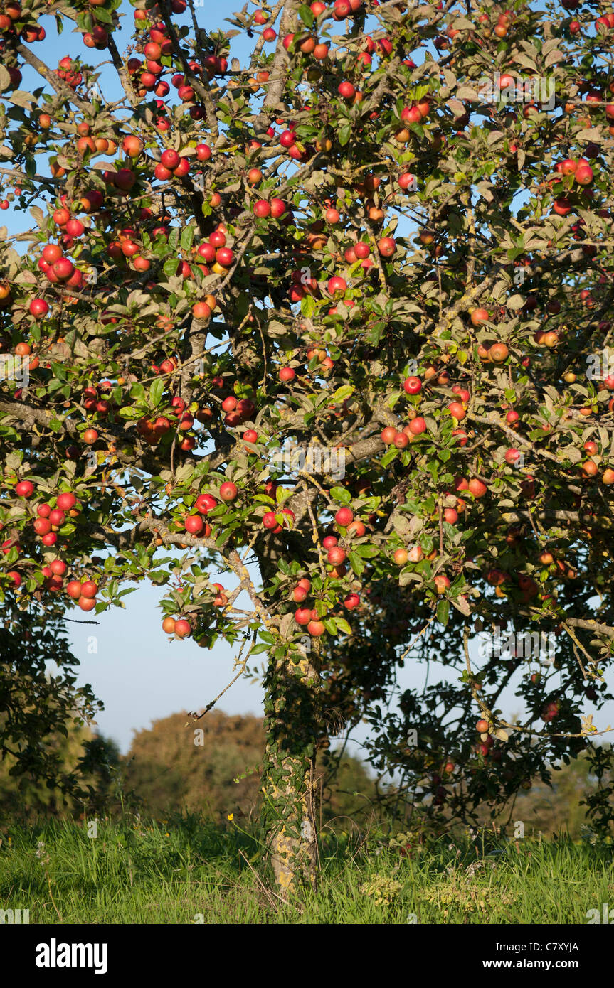Pommier De Normandie Pomme Mures Normandy Apple Ripe Apples Stock Photo Alamy