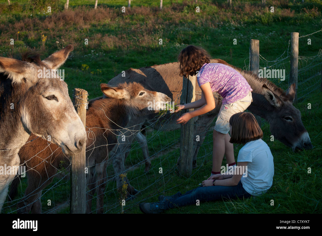 enfants nourrissant d'herbe des ânes dans un pré Children feeding the donkeys in a field Stock Photo
