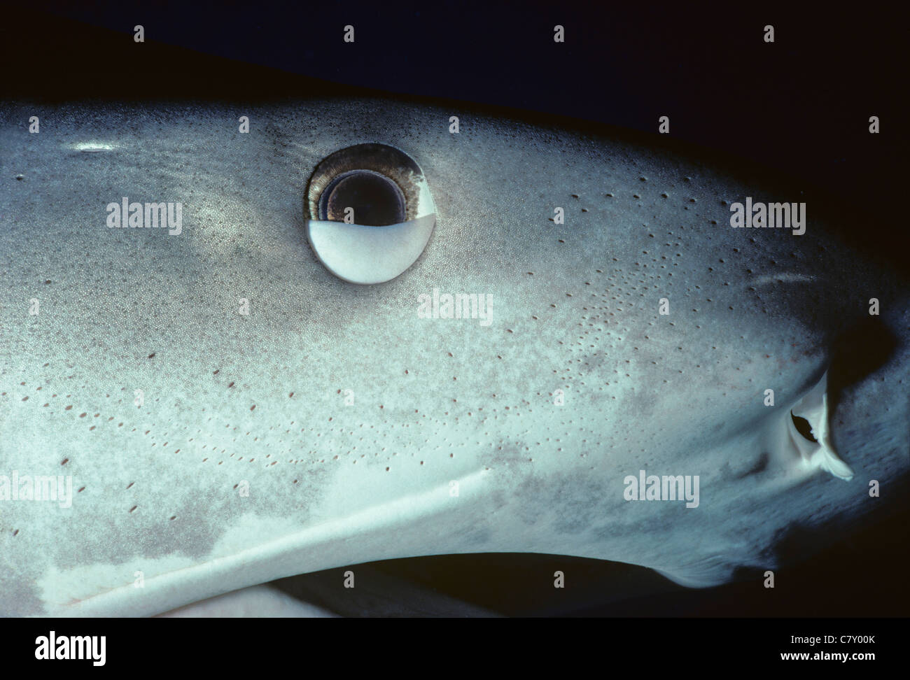 Tiger Shark (Galeocerdo cuvier), nictitating membrane half-closed to protect eye. Australia - Great Barrier Reef Stock Photo