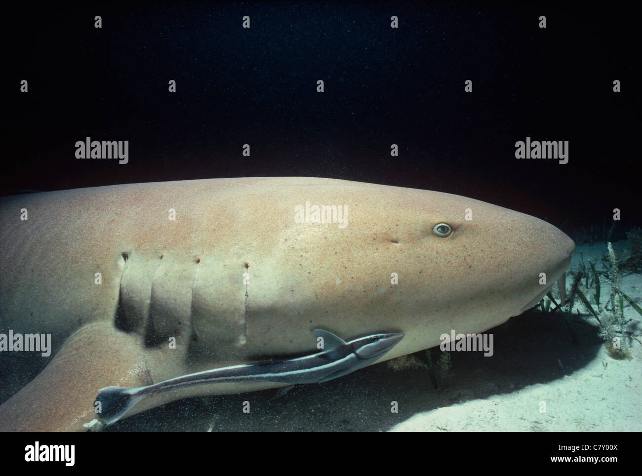 Nurse Shark (Ginglymostoma cirratum) with Remora demonstrates a symbiotic relationship, Bimini, Bahamas - Caribbean Sea Stock Photo