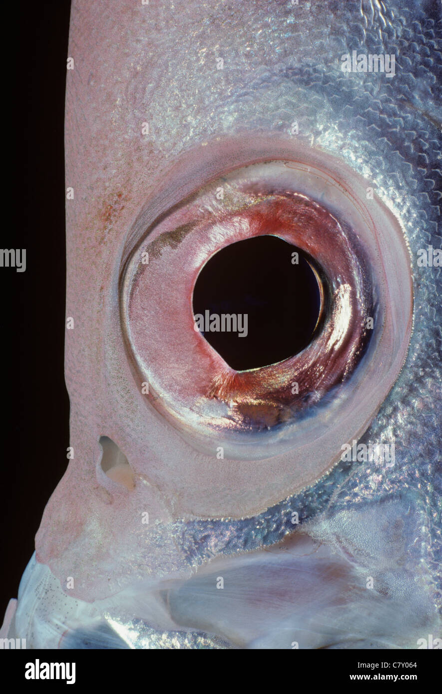 Eye of a Glasseye Snapper (Heteropriacanthus cruentatus). Bahamas - Caribbean Sea Stock Photo
