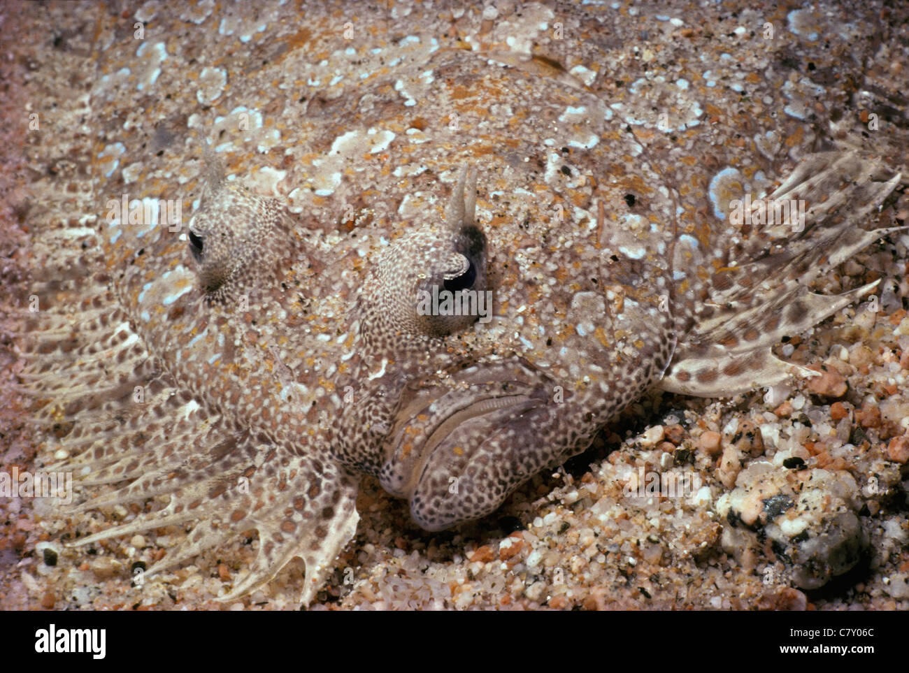 Panther Flounder (Bothus pantherinus) camouflaged on sandy bottom. Egypt - Red Sea Stock Photo