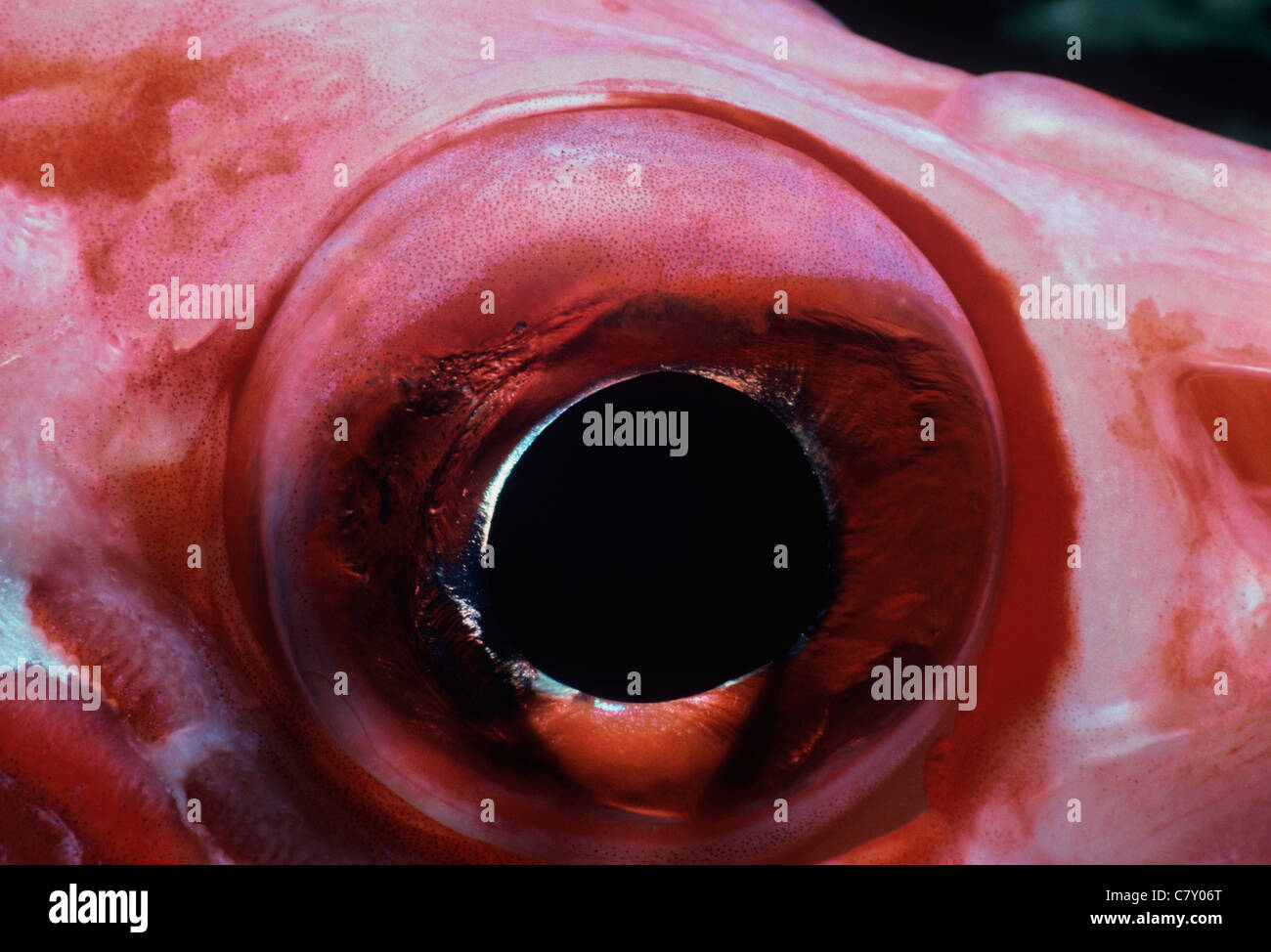 Eye of a Giant Squirrelfish (Adioryx spinifer). Egypt - Red Sea Stock Photo