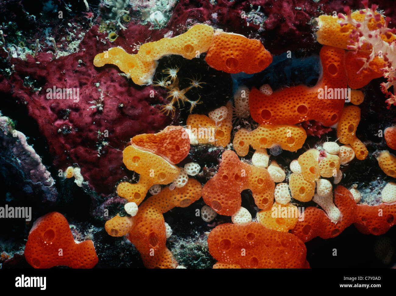 Encrusting Sponge and Colonial Anemones (Nemanthus annamensis). Egypt - Red Sea Stock Photo