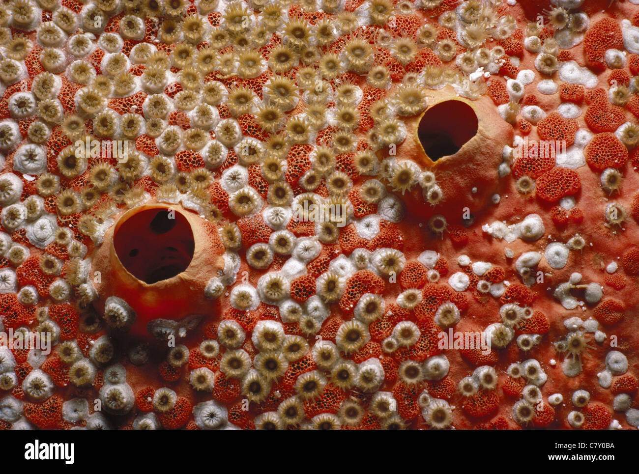 Sponge encrusted by colony of Bleeding Teeth Bryozoan (Trematooecia aviculifera), Grand Turk Island - Caribbean Sea Stock Photo