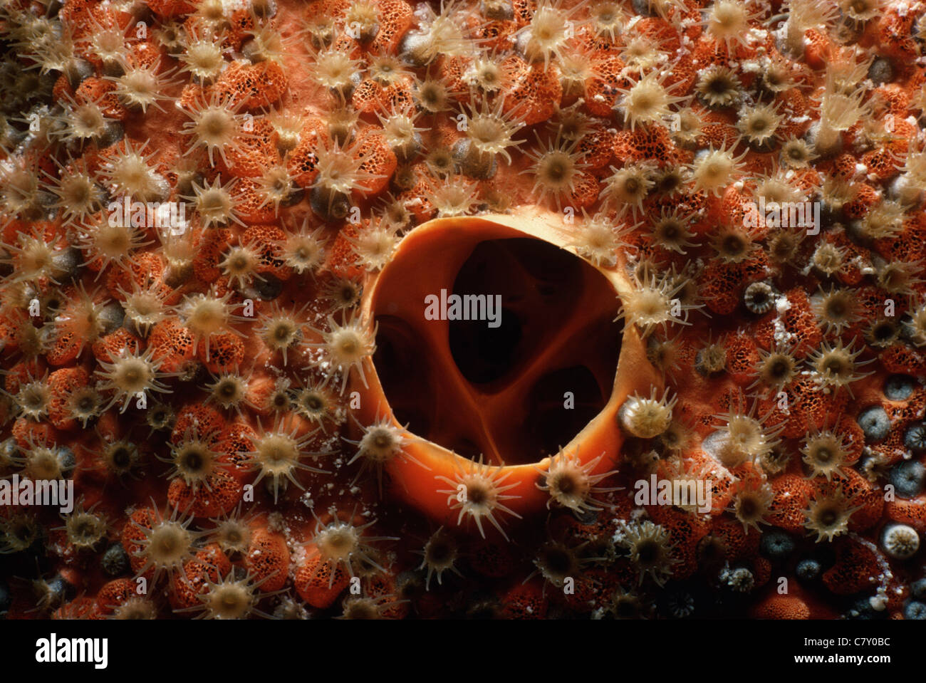 Sponge encrusted by colony of Bleeding Teeth Bryozoan (Trematooecia aviculifera), Grand Turk Island - Caribbean Sea Stock Photo