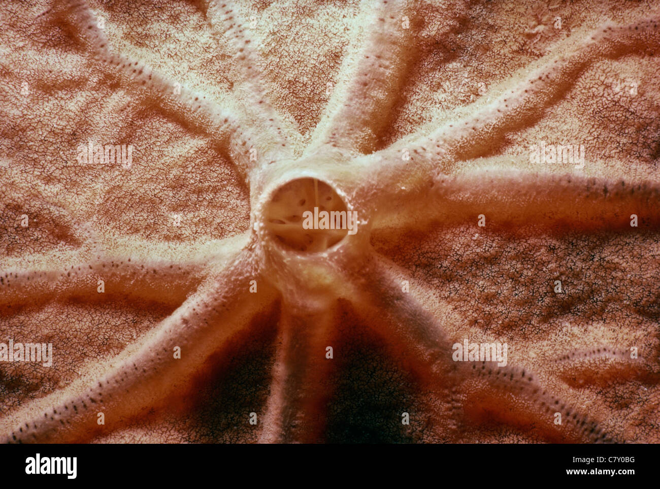 Orange Encrusting Sponge (Spirastrella cunctatrix), Ustica Island, Italy - Mediterranean Sea Stock Photo