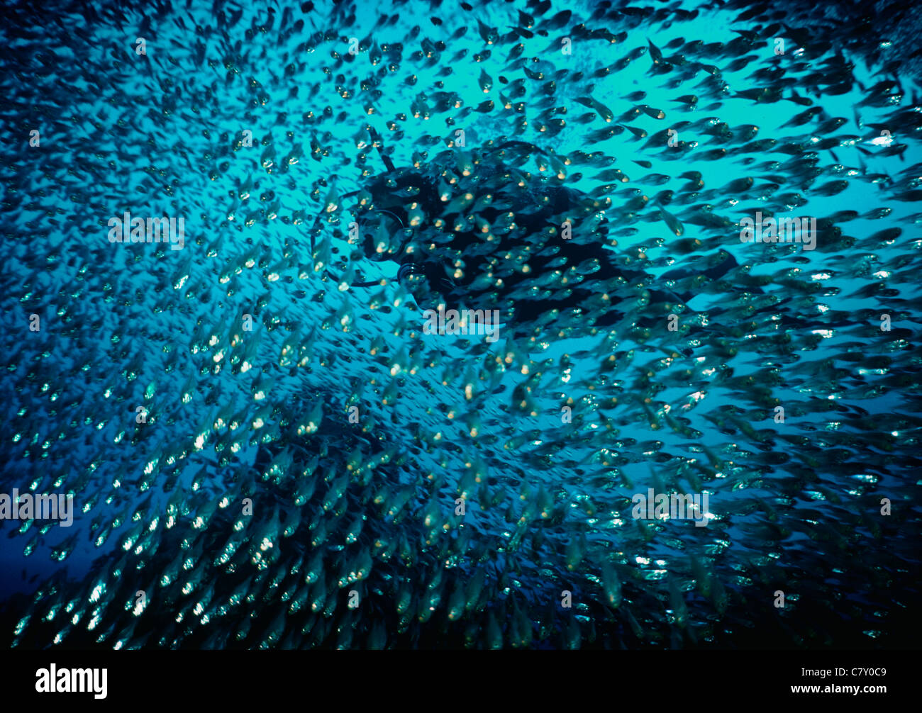 Glassy Sweepers (Parapriacanthus guentheri) schooling with diver. Egypt - Red Sea Stock Photo