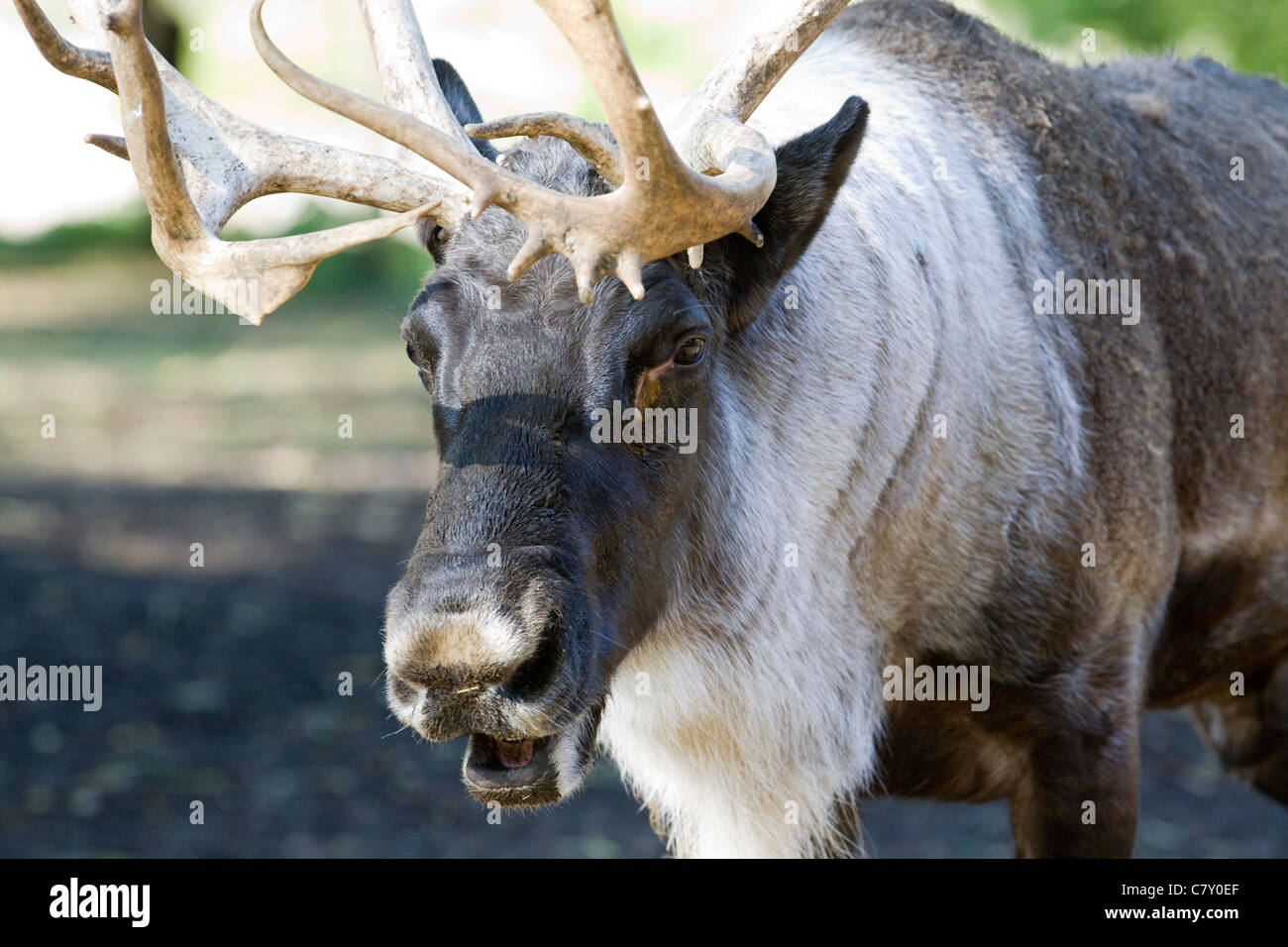 Father Christmas's Reindeer Stock Photo