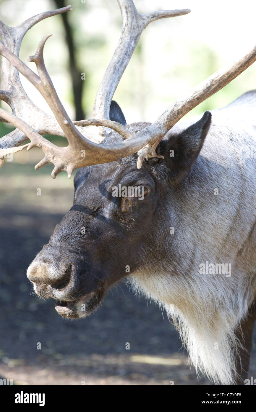 Father Christmas's Reindeer Stock Photo