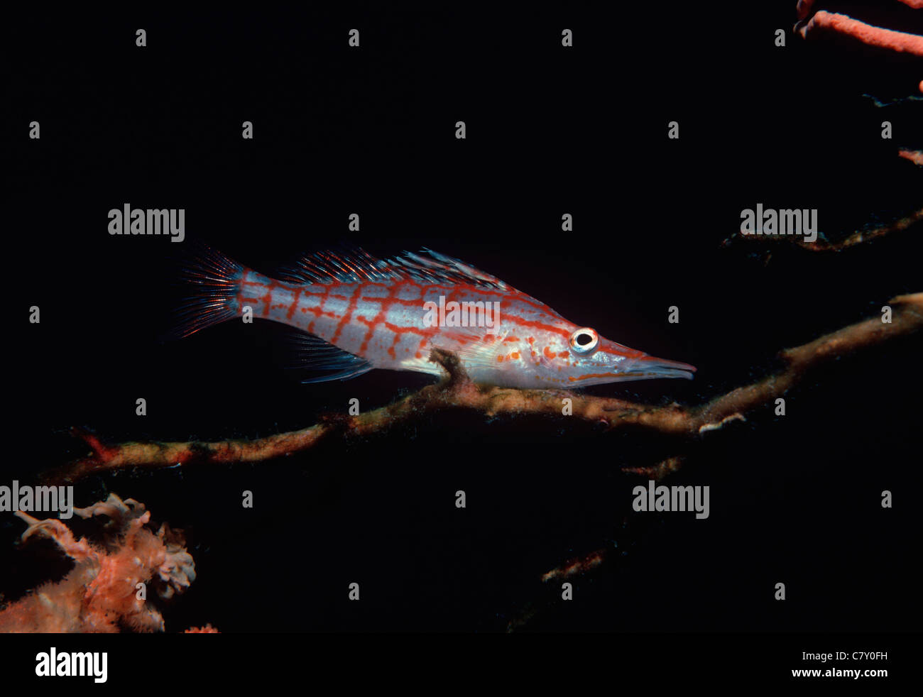 Longnose Hawkfish (Oxycirrhitus typus) rests on a branch of Black Coral (Antipatharia). Egypt - Red Sea Stock Photo