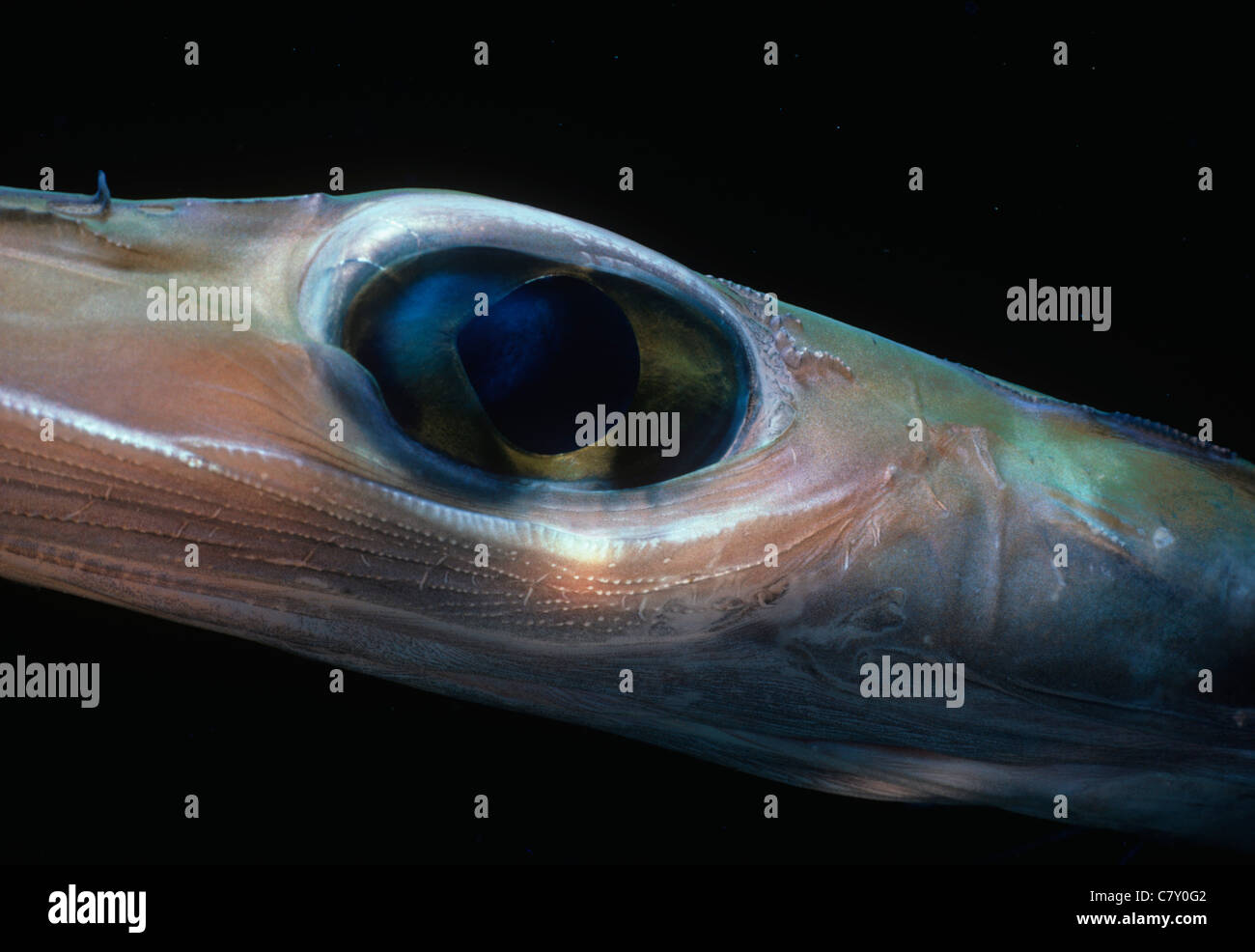 Eye of a Trumpetfish (Aulostomus maculatus). Bahamas - Caribbean Sea Stock Photo