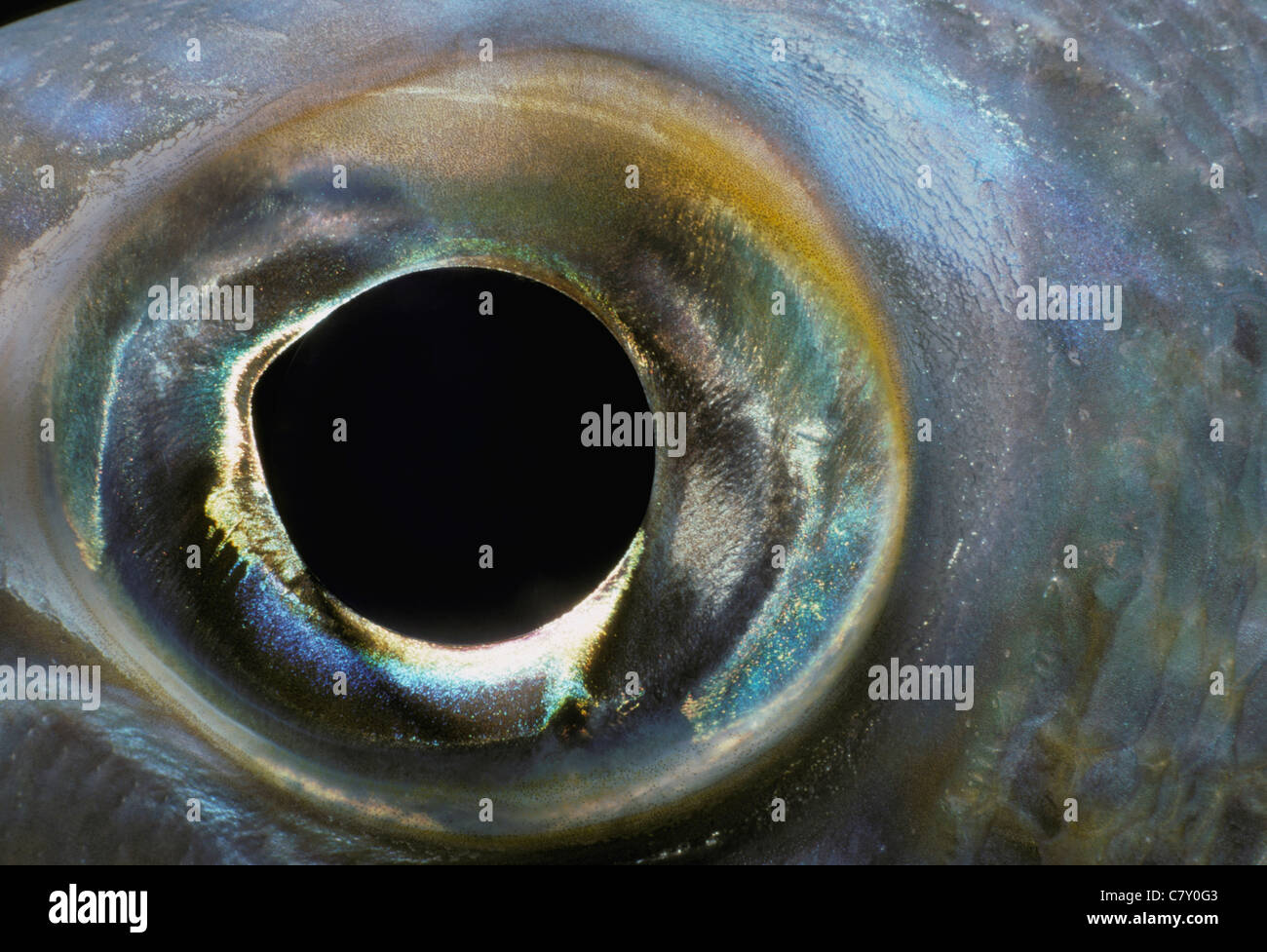 Eye of Yellow Jack (Caranx bartholomaei). Bahamas - Caribbean Sea Stock Photo