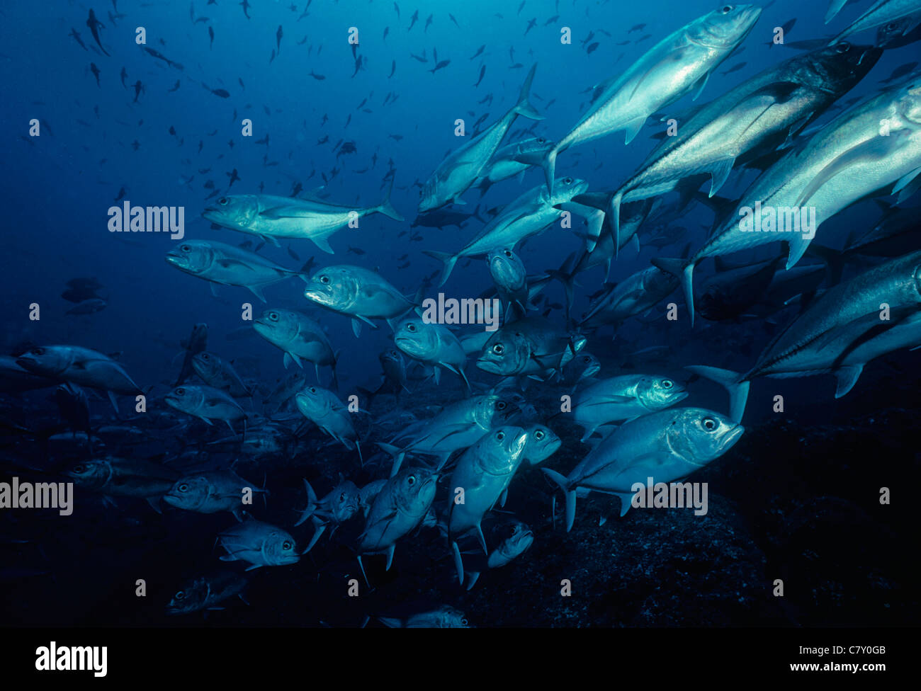 Bigeye Jacks (Caranx sexfasciatus) schooling. Cocos Island, Costa Rica - Pacific Ocean Stock Photo