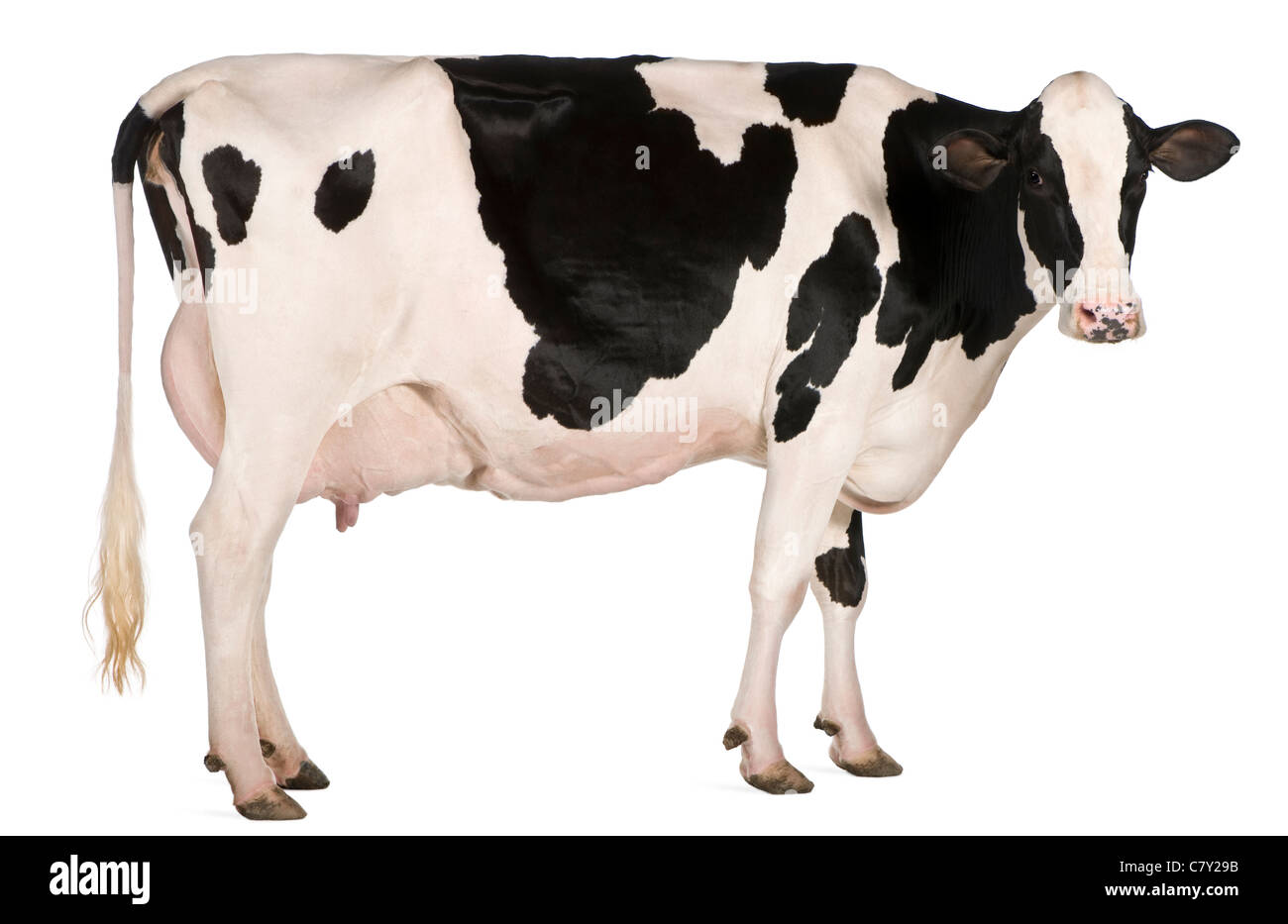 Holstein cow, 5 years old, standing in front of white background Stock Photo