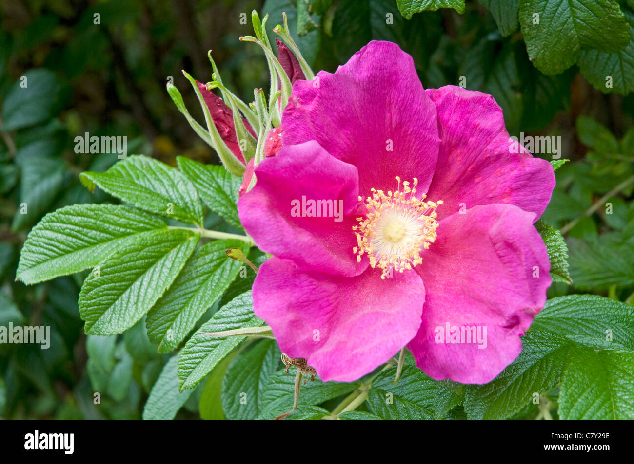 A fine example of Rosa rugosa, variety rubra Stock Photo