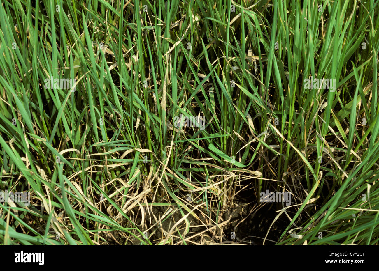 Rice blast (Pyricularia ryzae) diseased crop, Thailand Stock Photo