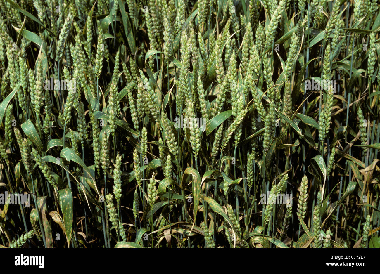Looking into septoria leaf spot (Zymoseptoria tritici) diseased wheat crop in ear Stock Photo