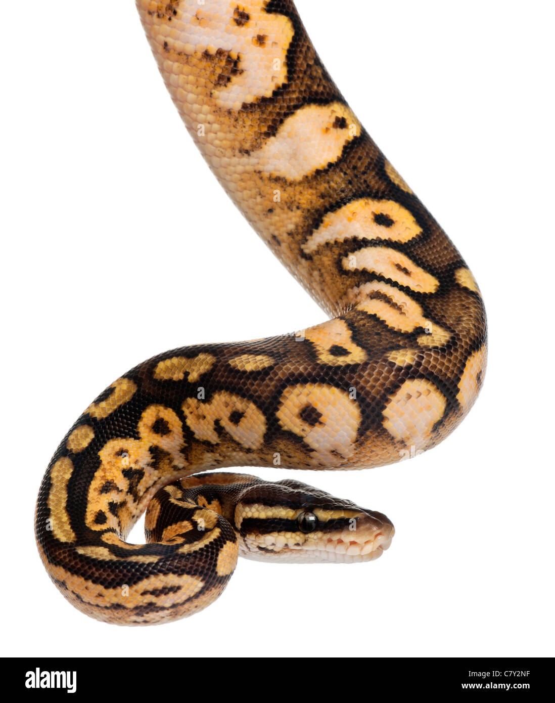 Male Pastel calico Python Royal python, ball python, Python regius, 11 months old, in front of white background Stock Photo