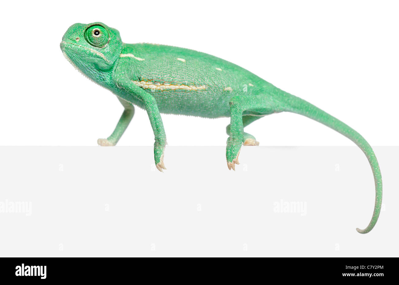 Young veiled chameleon, Chamaeleo calyptratus, in front of white background Stock Photo