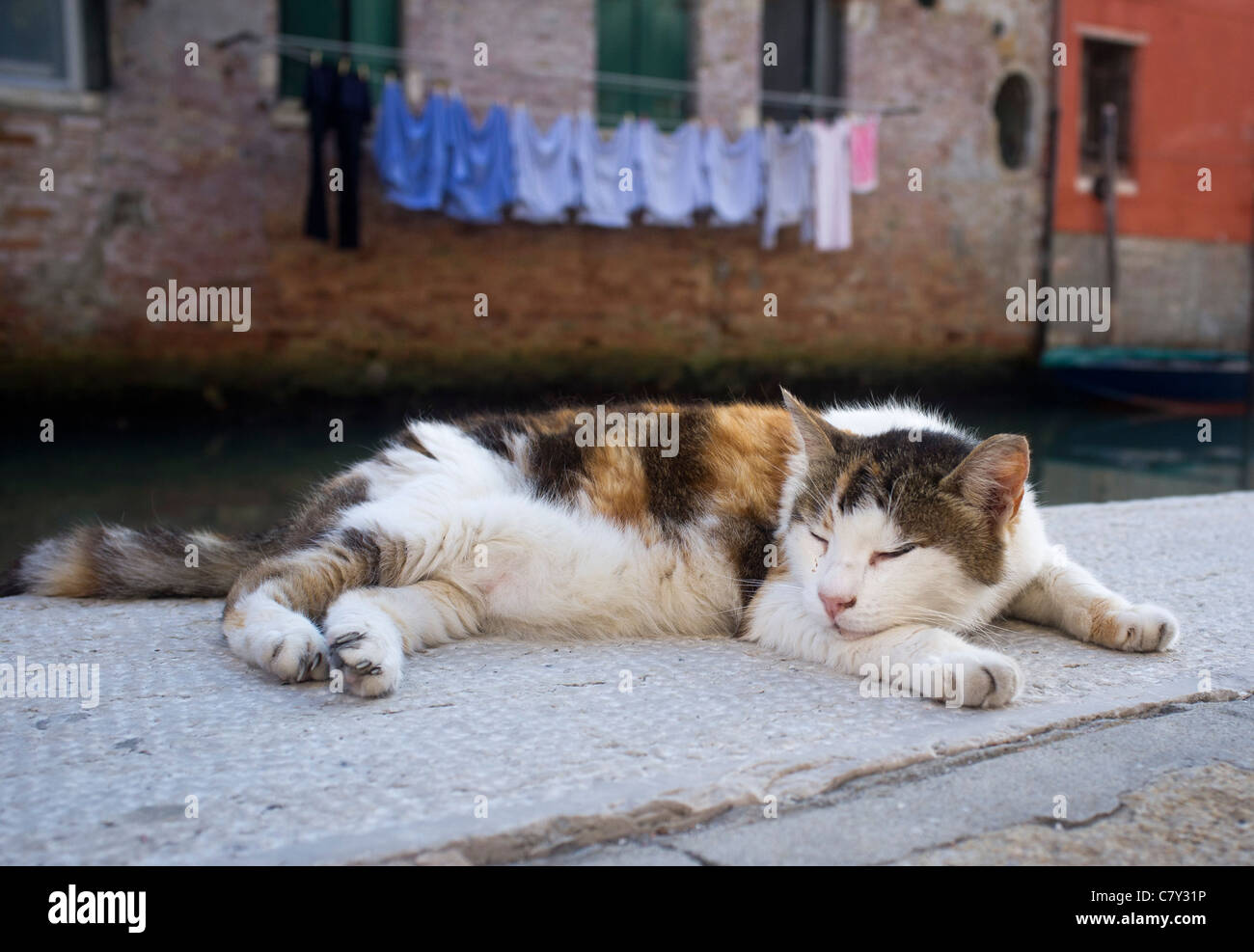Stray cat sleeping by a canal in Venice Italy Stock Photo Alamy