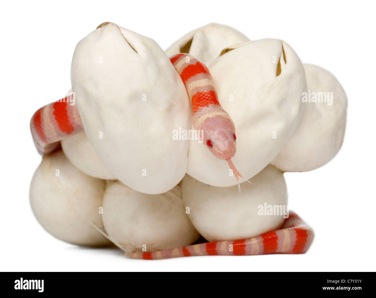 Albinos milk snake or milksnake, lampropeltis triangulum ruthveni, 18 minutes old, in front of white background Stock Photo