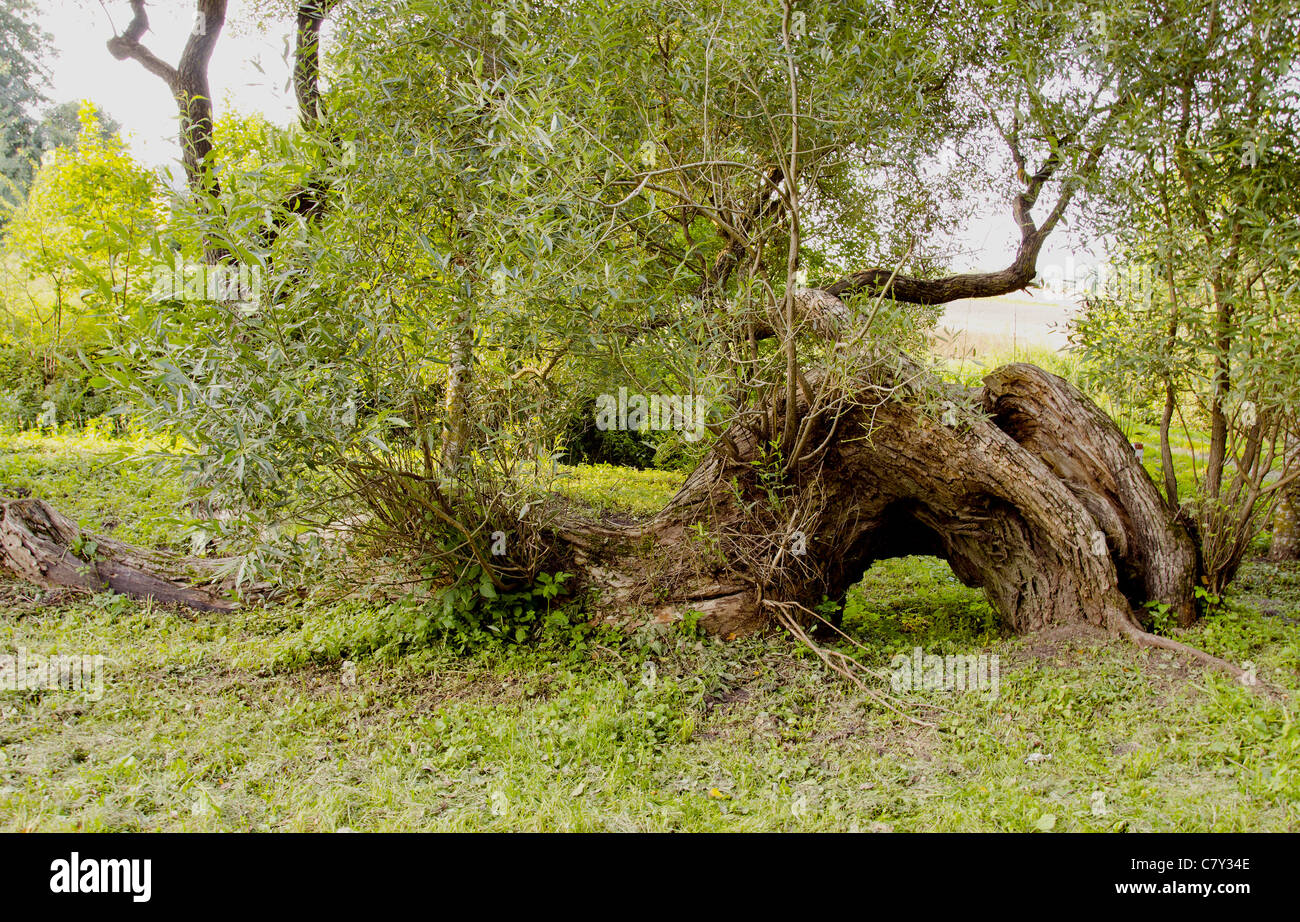 Broken but still alive willow lying on the ground Stock Photo Alamy