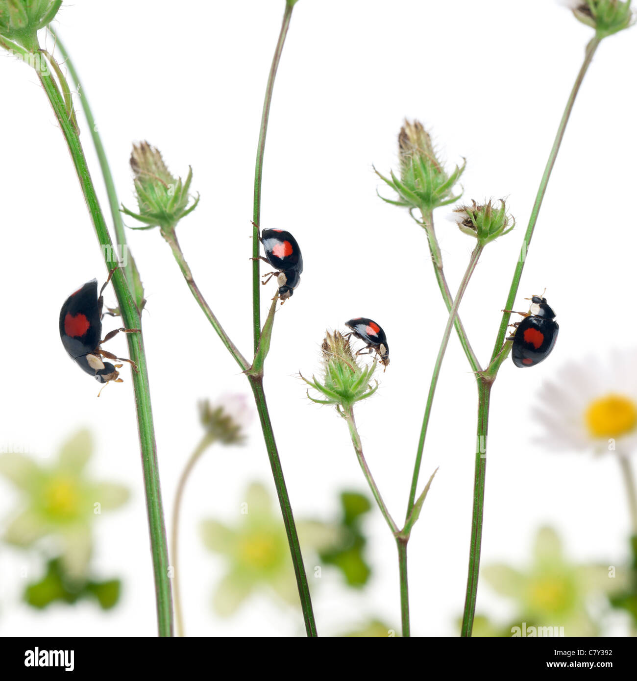 Asian lady beetles, or Japanese ladybug or the Harlequin ladybird, Harmonia axyridis, on plants in front of white background Stock Photo