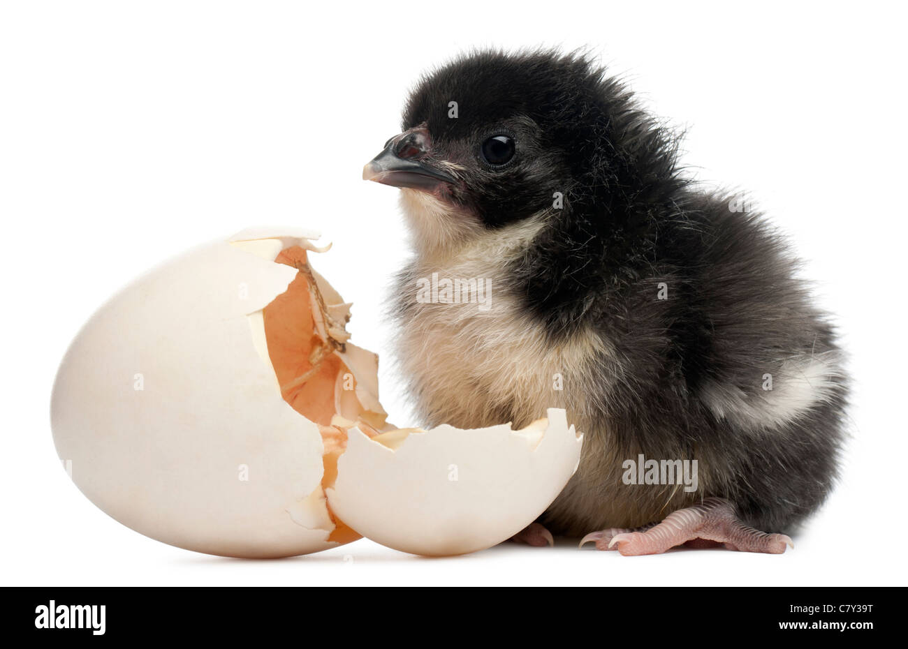 Chick, Gallus gallus domesticus, 8 hours old, standing next to its egg in front of white background Stock Photo