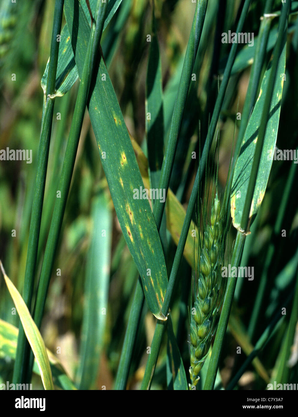 Tan spot (Pyrenophora tritici-repentis) early infection on wheat crop Stock Photo