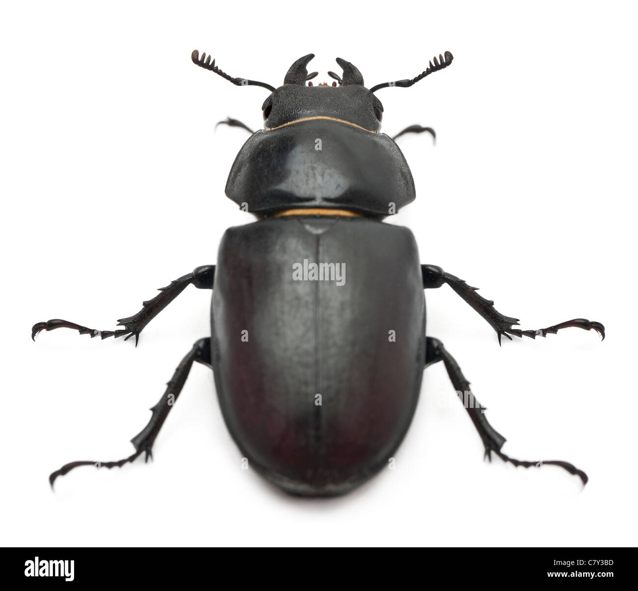 Female Lucanus cervus, a species of stag beetle, in front of white background Stock Photo