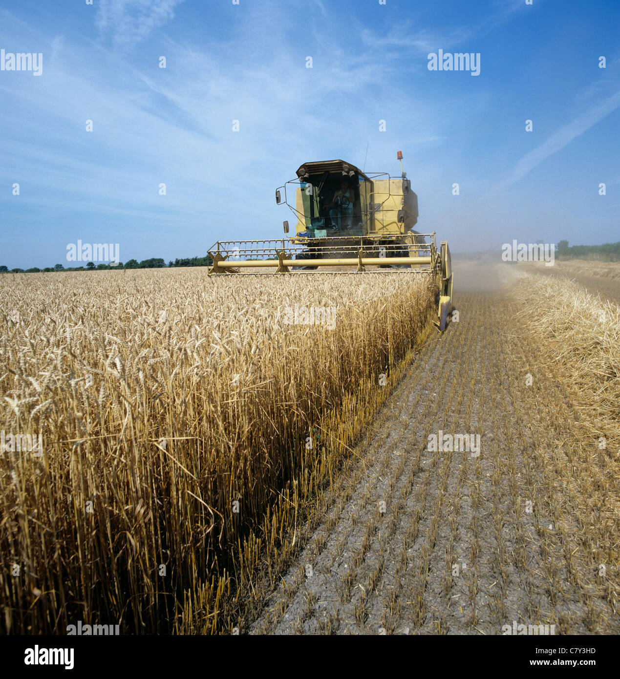 An organic spring sown wheat crop being harvested, Wiltshire Stock Photo