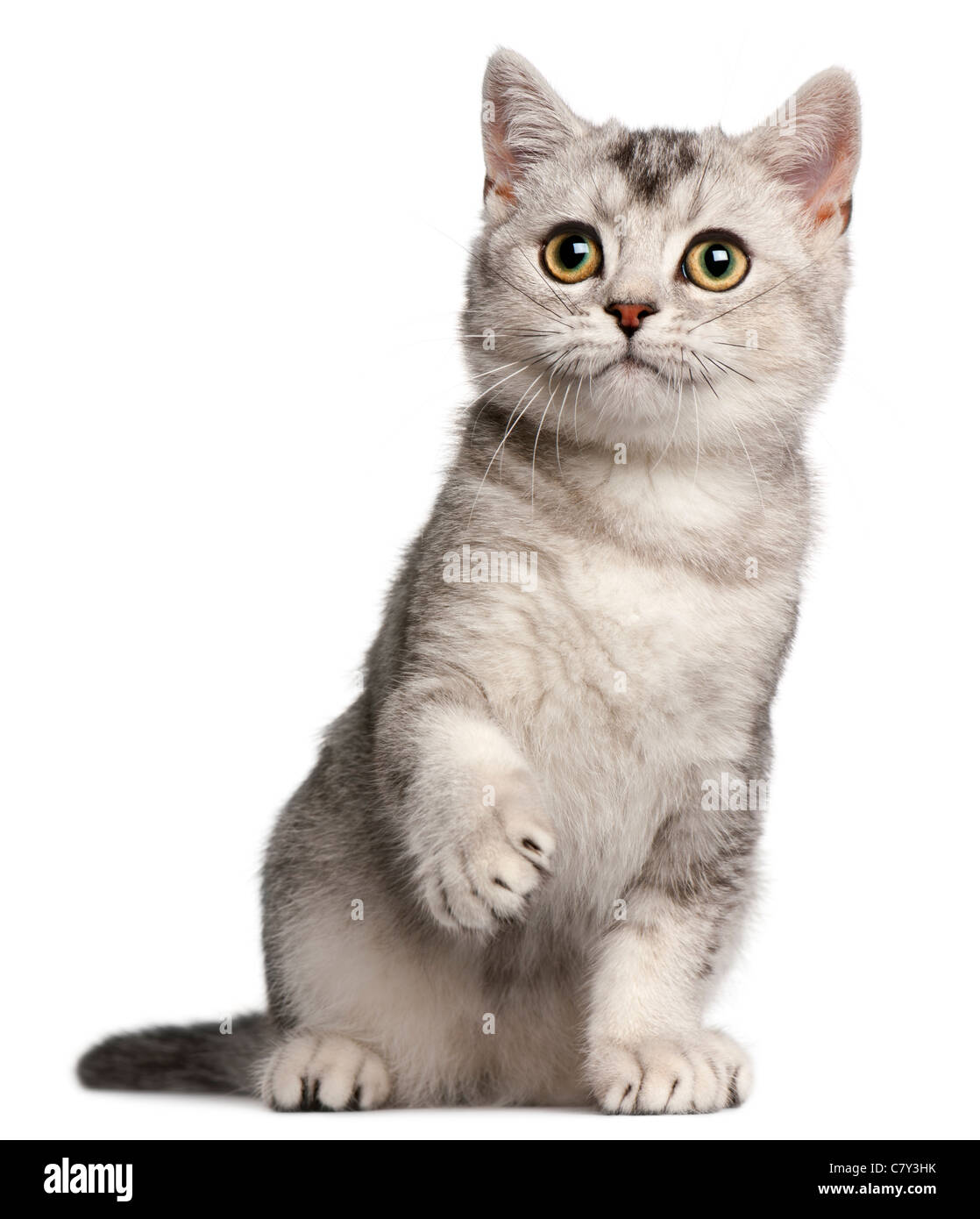 British Shorthair kitten, 4 months old, sitting in front of white background Stock Photo