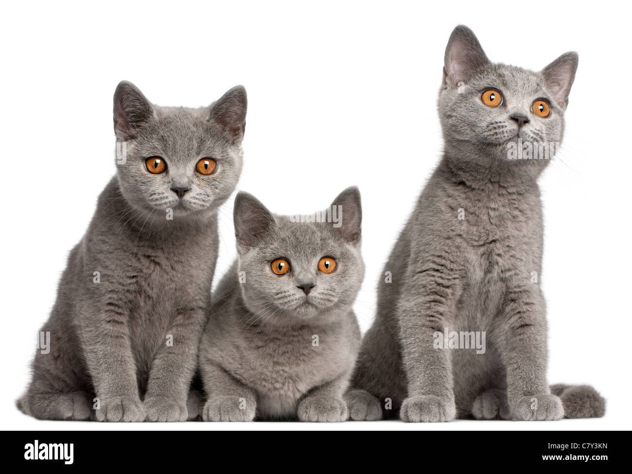 British Shorthair kittens, 3 months old, in front of white background Stock Photo