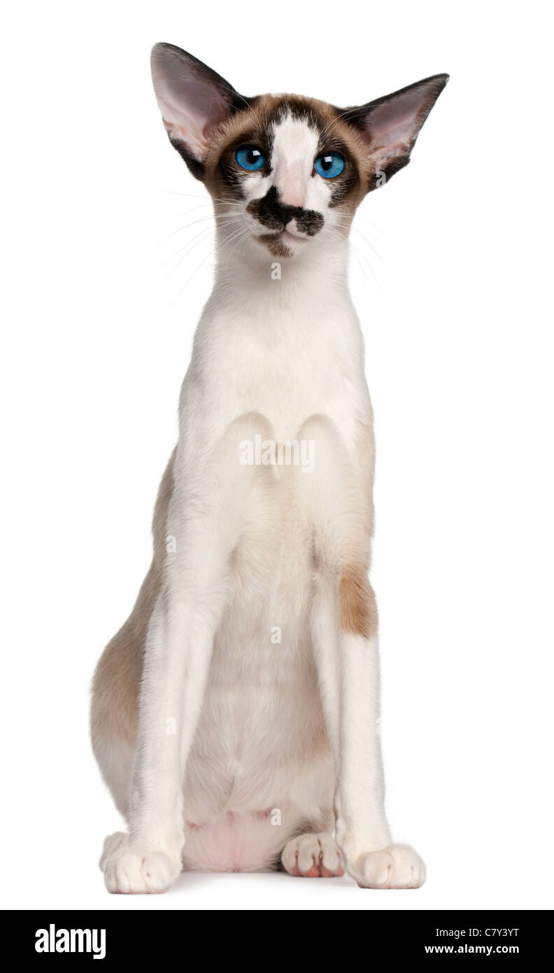 Siamese cat, 7 months old, sitting in front of white background Stock Photo