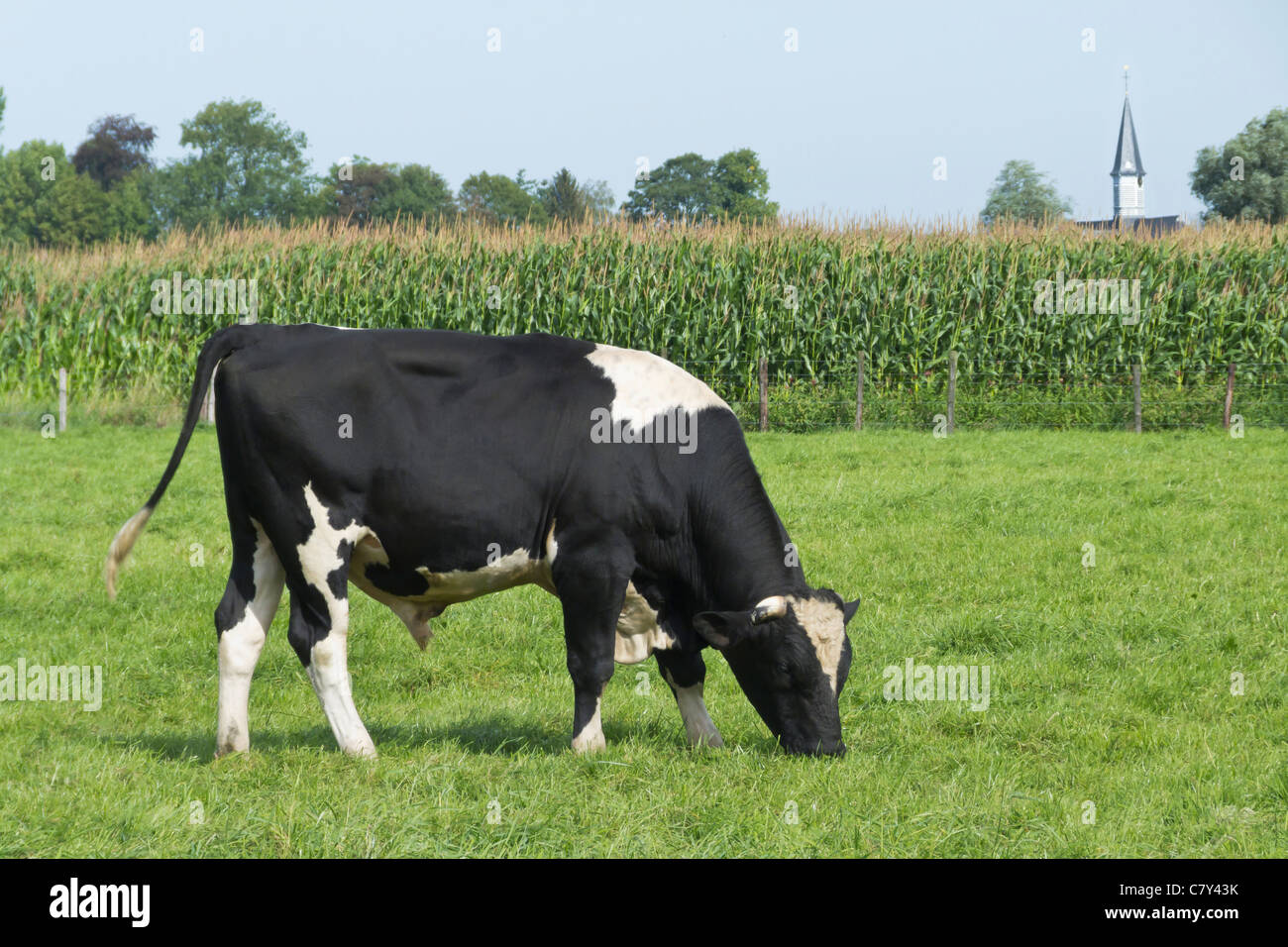 Cow Bull on Farmland Stock Photo