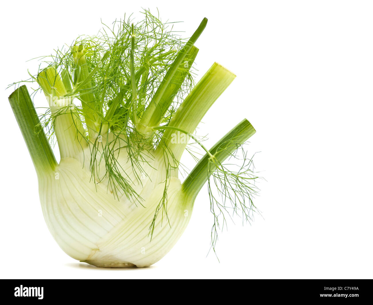 Fennel Up Close Stock Photo Alamy
