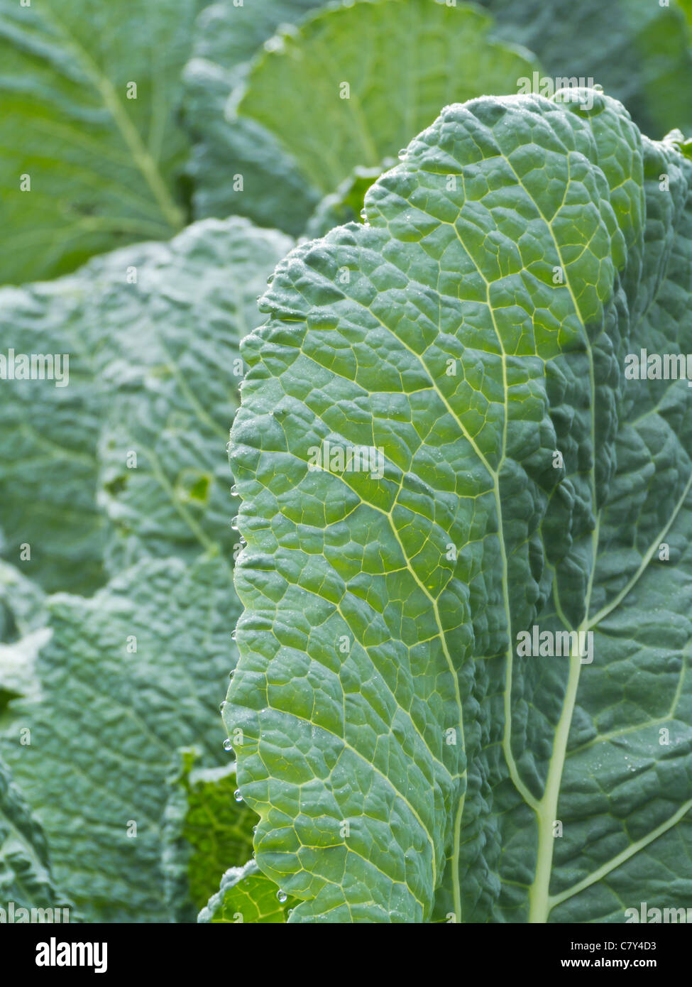 Fresh kale leaves with dew Stock Photo